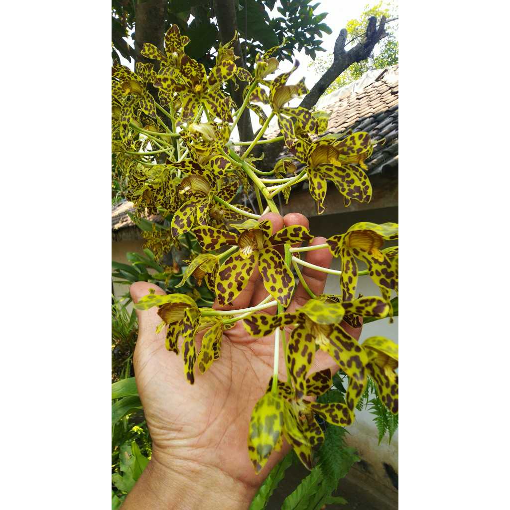 Grammatophyllum measuresianum Filipina "Rare Item"  Original Culture