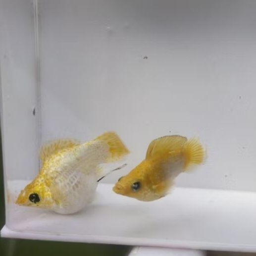 ikan molly lemon head size indukan 1 pasang