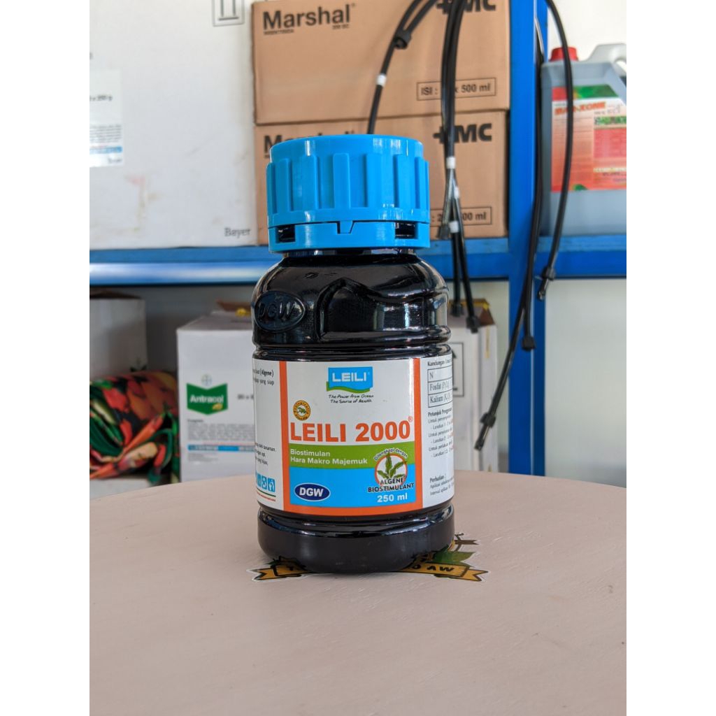 LEILI 2000  DGW joglo durian aw