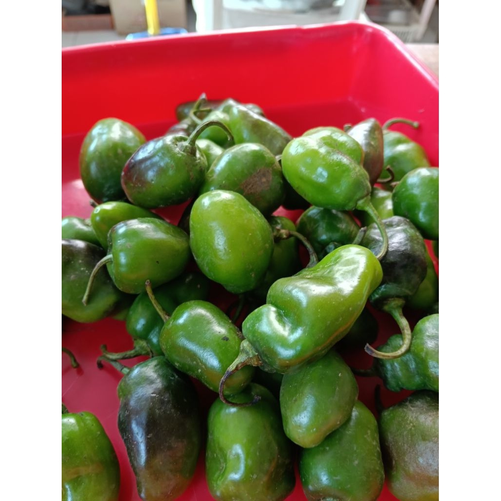 

Cabe Bandung / Cabe Gendut Wonosobo 500 Gram