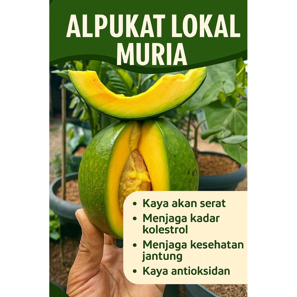 

Alpukat mentega asli gunung muria JUMBO PREMIUM 1kg isi 2 buah