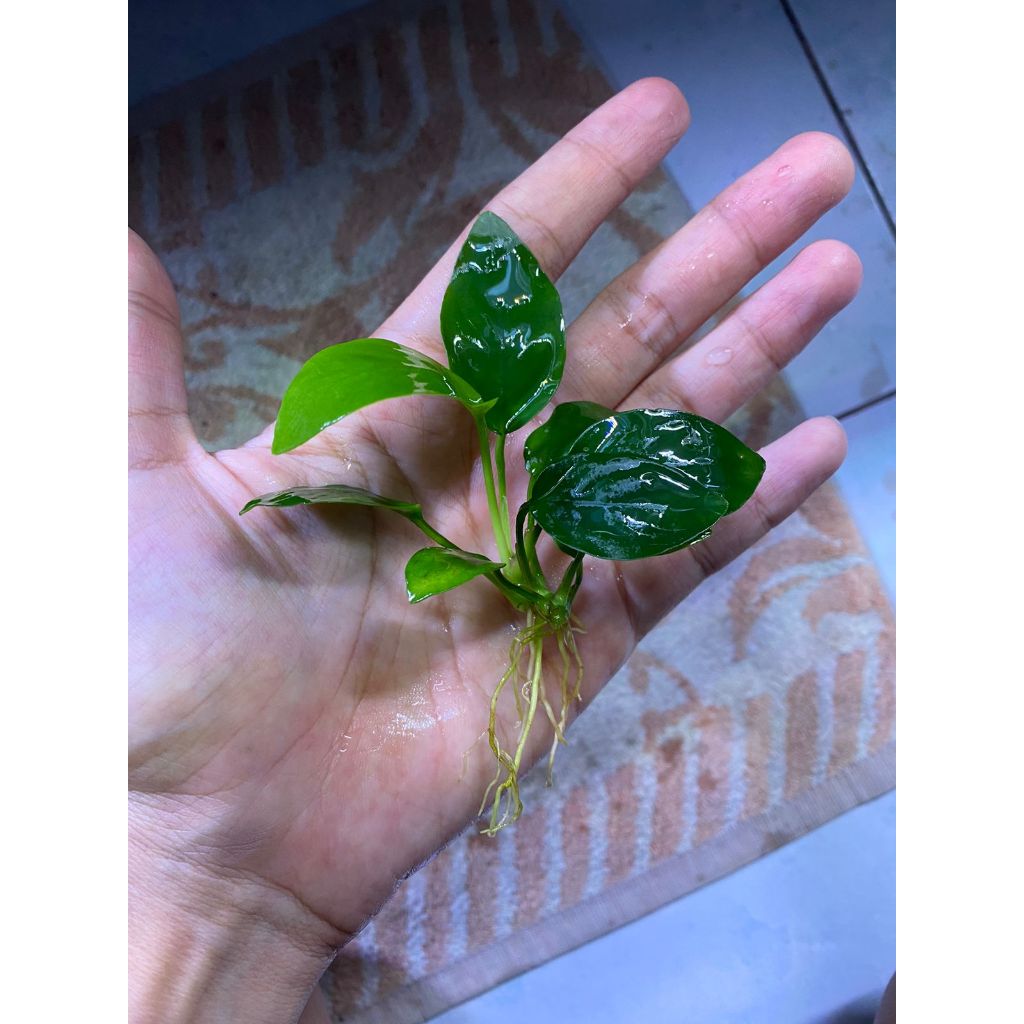 Tanaman Aquascape Anubias Nana
