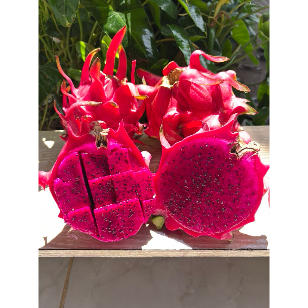 

NAGA MERAH SUPER //asli Banyuwangi harga per 1 kg