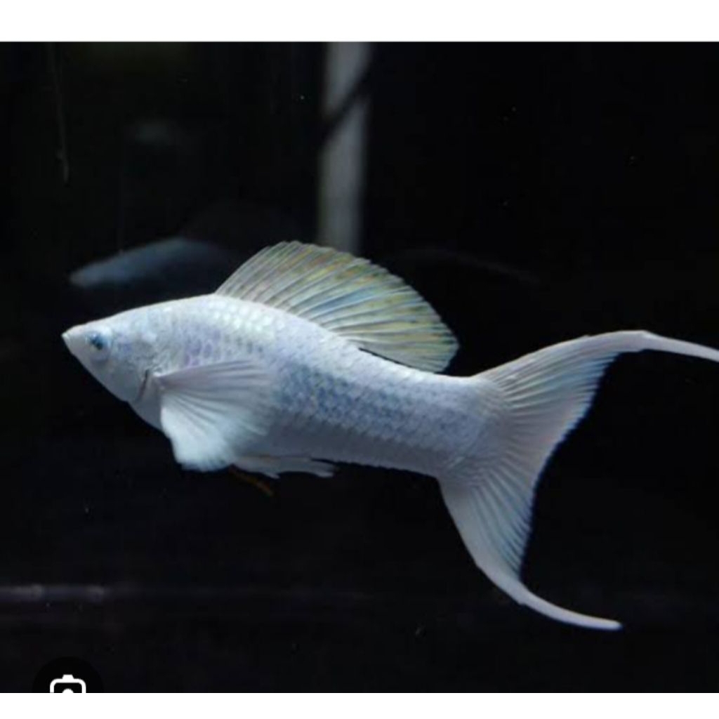 PLATY platinum Cawang Hifin