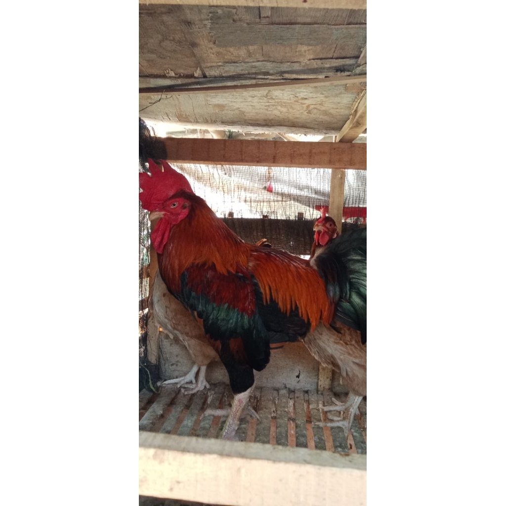 

telur tetas sengkuni