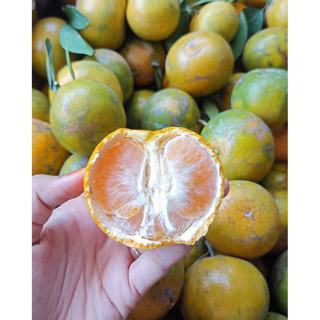 

jeruk Siem fresh 1kg