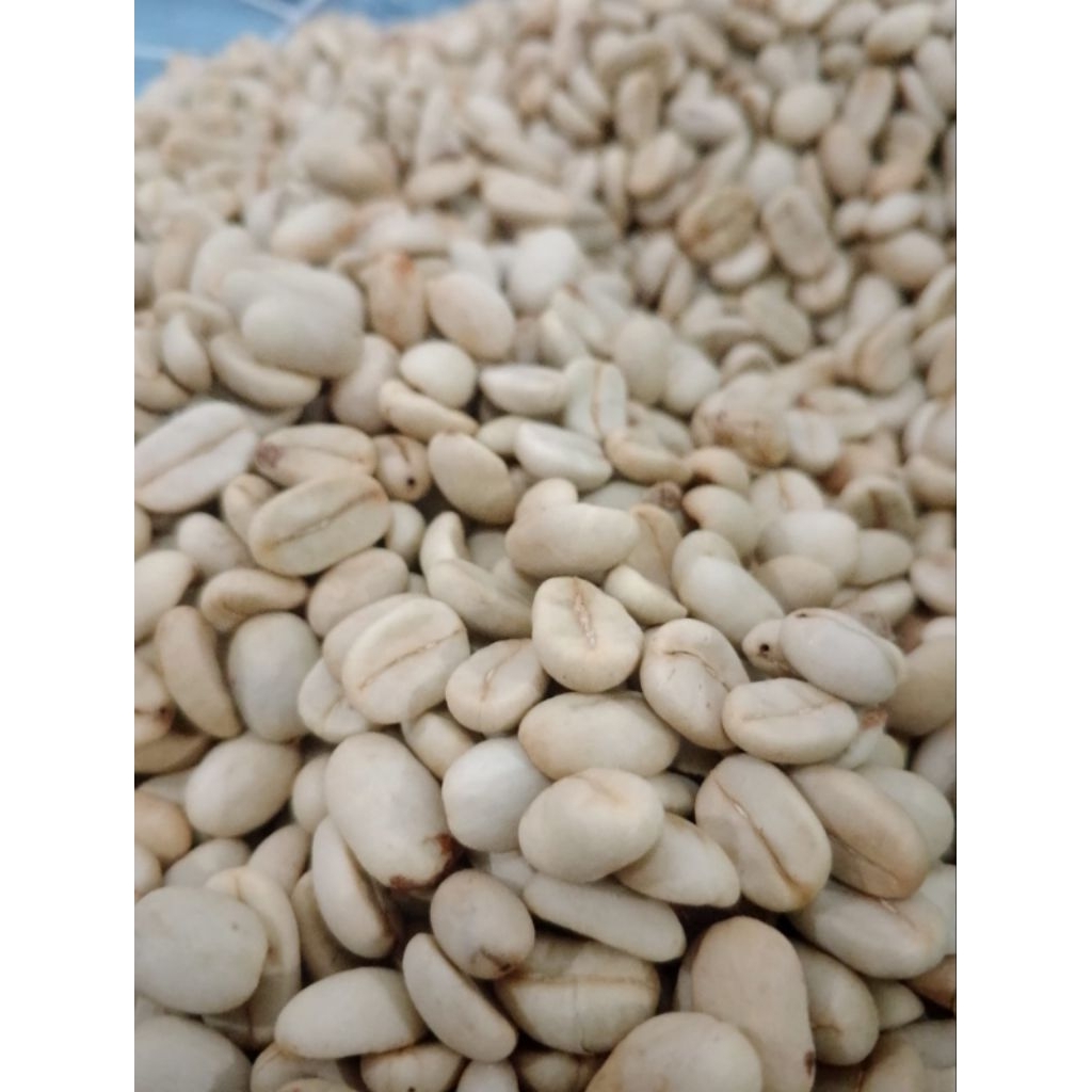Benih kopi Arabika Ateng super, pilihan 100 biji #Biji pilihan