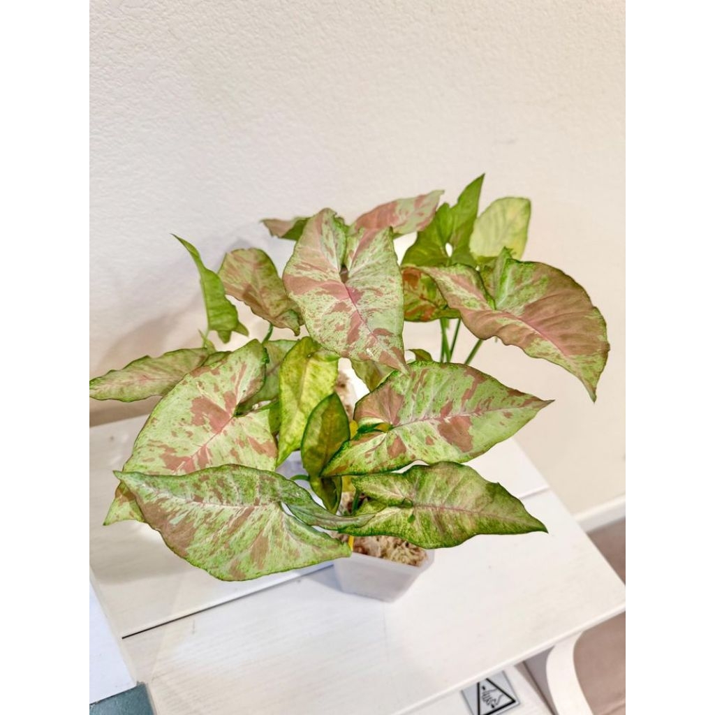syngonium milk confetti tricolor
