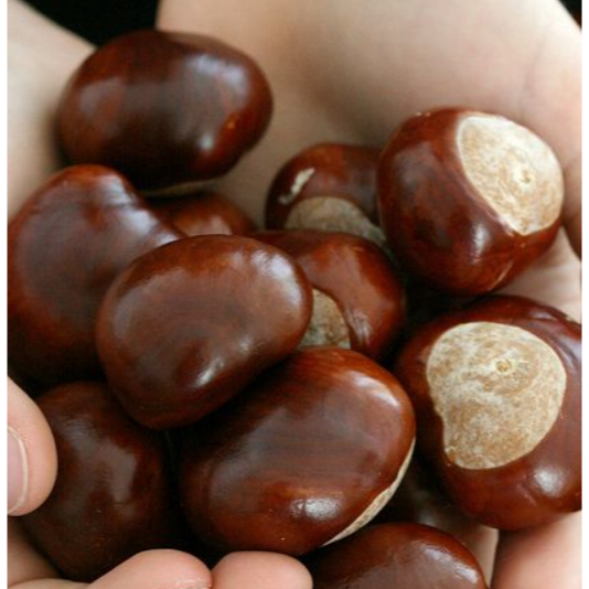 

Kacang chesnut Fresh / Kacang Chesnut Import / 1 Kg