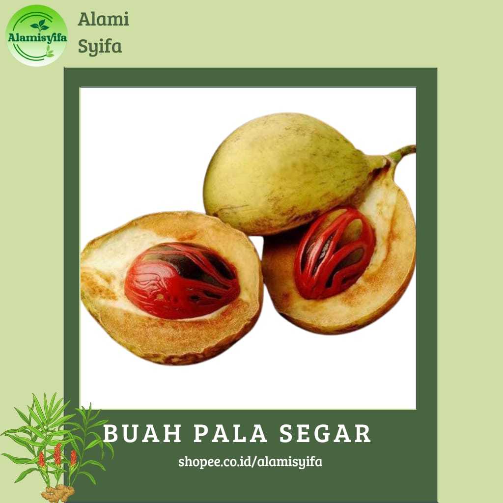 

Buah Pala Segar Buah Pala Alami Fresh Berat 1 Kg