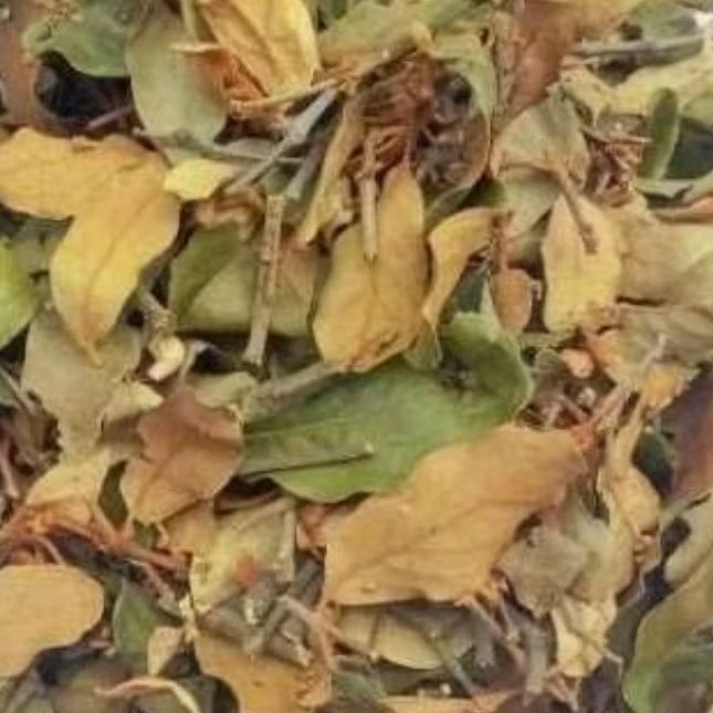 

Benalu Teh Kering 1kg