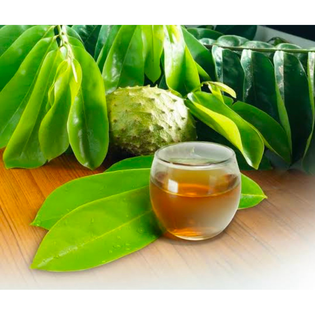 

Daun Sirsak untuk kesehatan 100%herbal (50lembar)