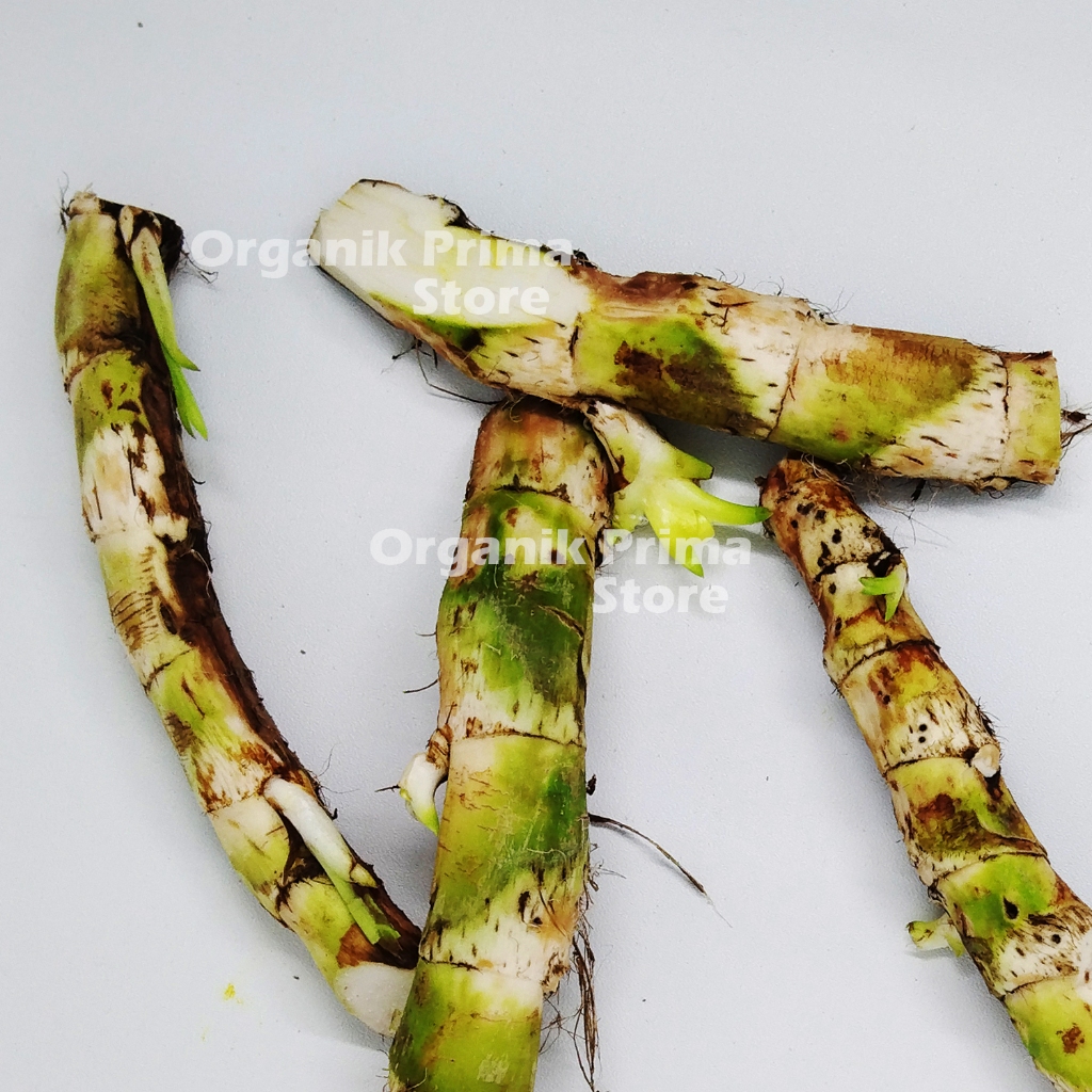 

Dlingo Segar 500gr Jeringau Asli Organik dari Mata Air
