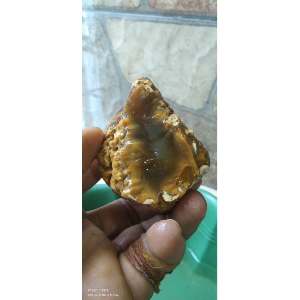 Batu anggur solar kecoa giwang