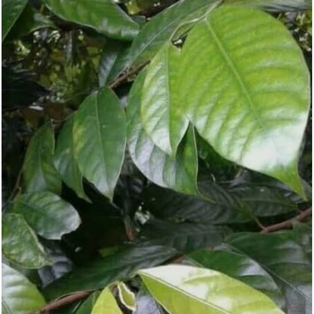 

DAUN PALA 30 PCS,. BARU PETIK KUALITAS TERBAIK