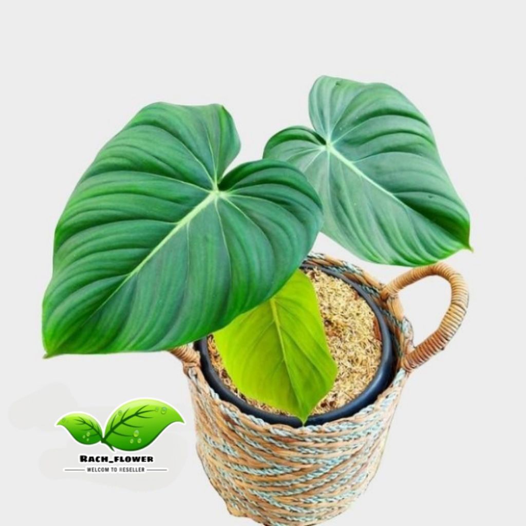 Philodendron Pastazanum - philodendron mcdowell - tanaman hias