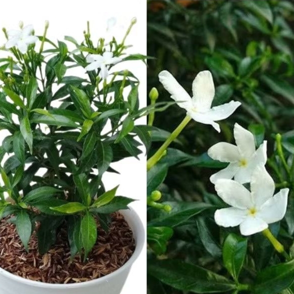 Tanaman Bunga Melati China - Tanaman Hias Rombusa - Pohon Rombusa Mini - bonsai mini