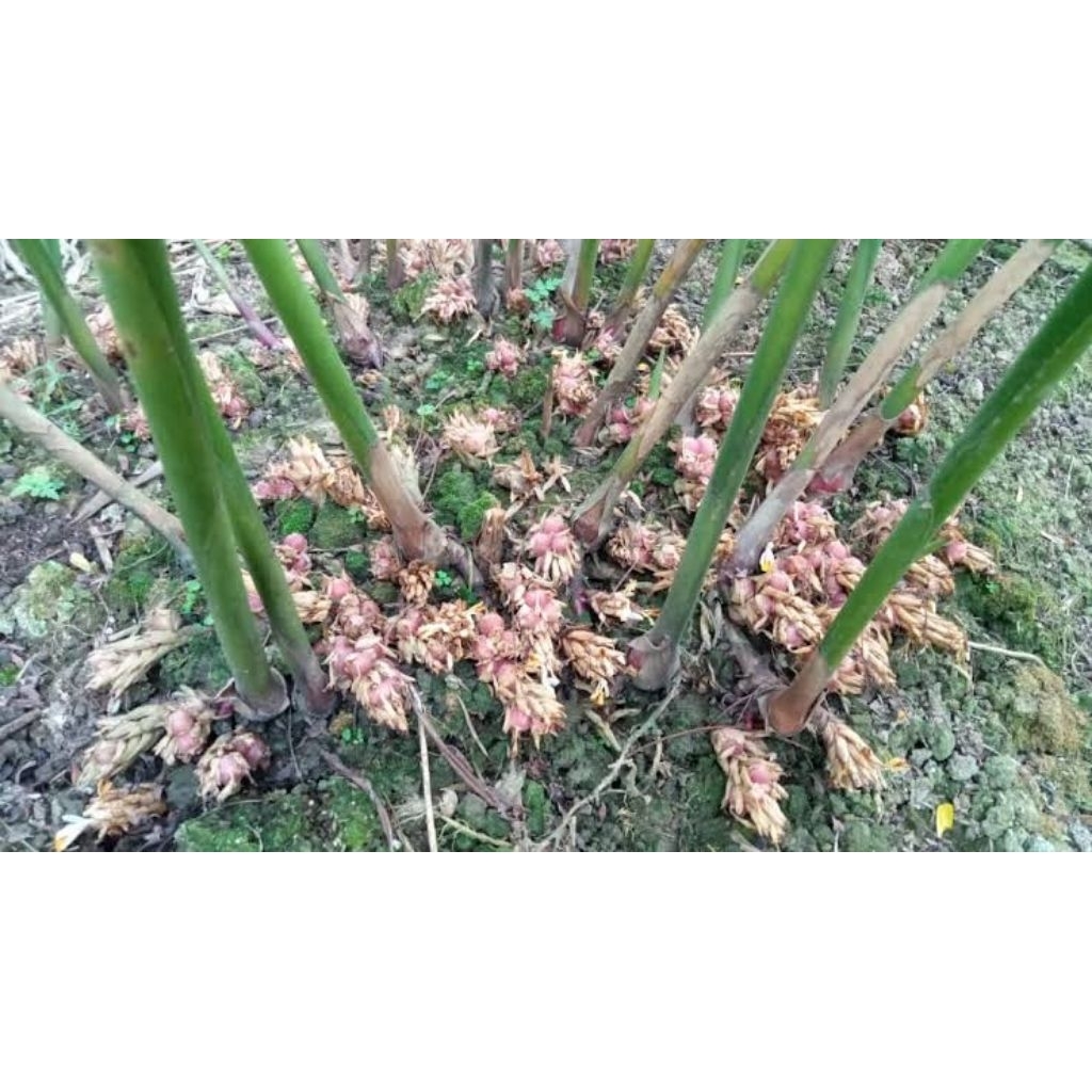 

kapulaga untuk bumbu masakan/kapol/kapol basah 1kg