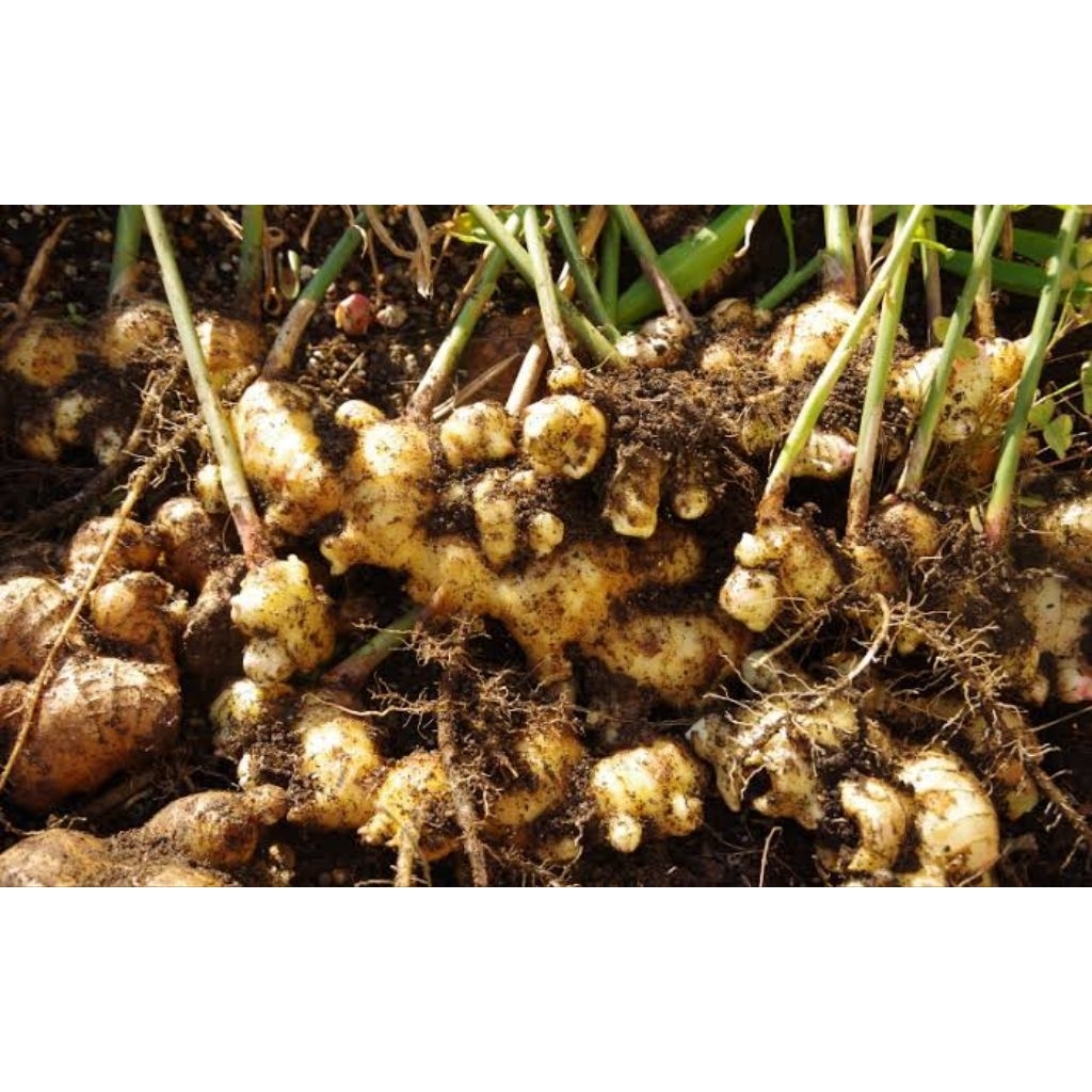 

jahe emprit super fresh asli dari pohonnya 1kg