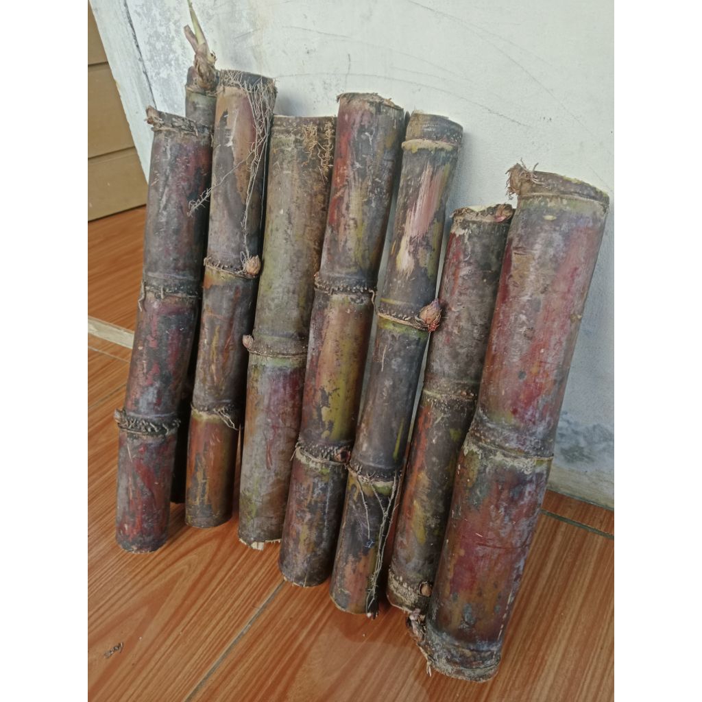 

Tebu ireng/1kg panjang 30cm