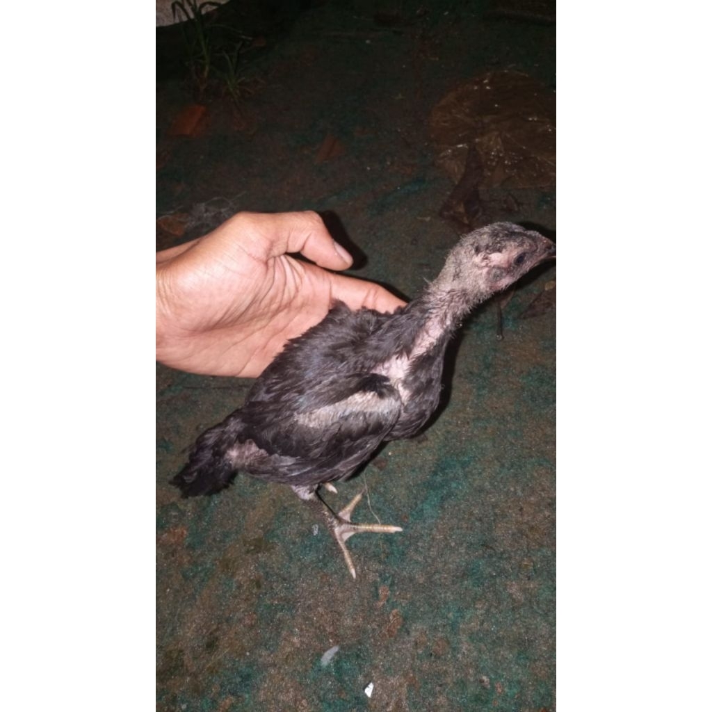 anakan ayam bangkok mangon lare kumbang per ekor usia satu bulan