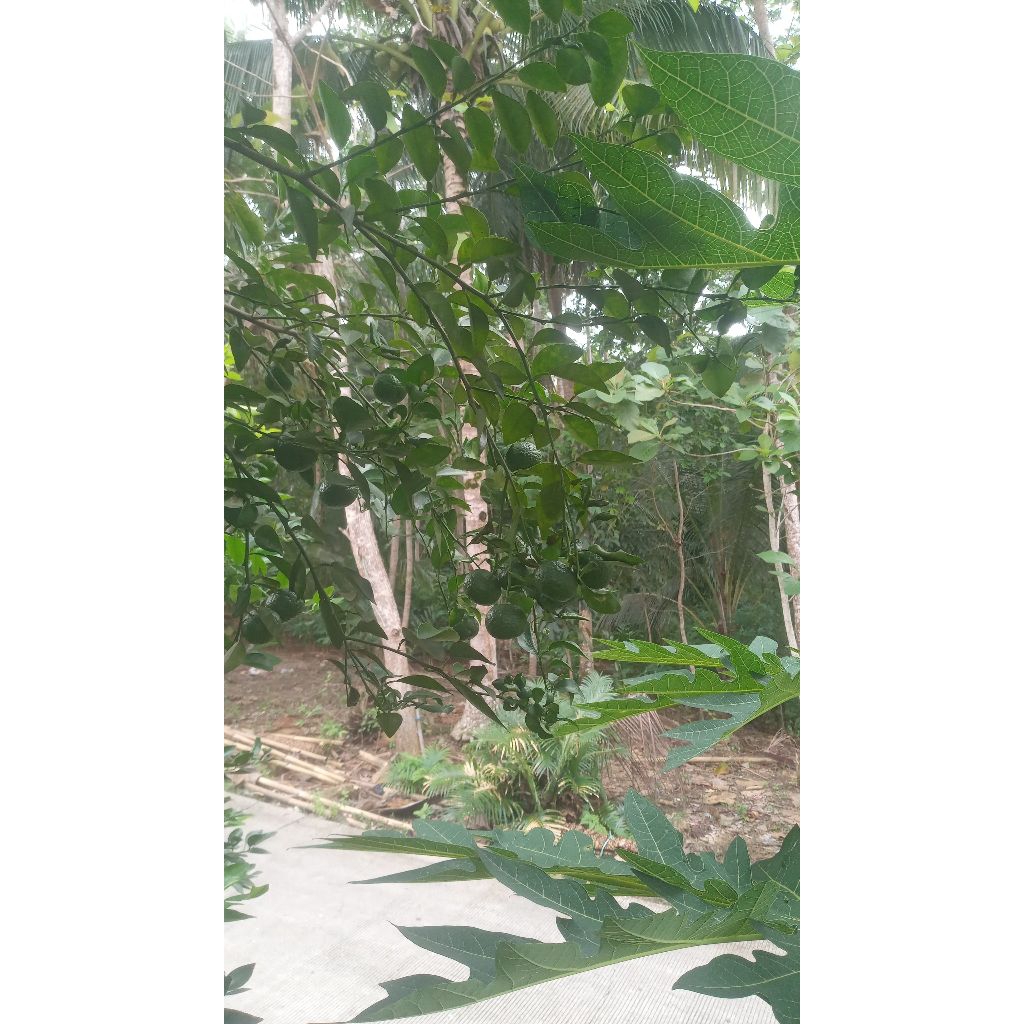 

buah jeruk sayur/limo/limau segar 100% dadak metik ketika order masuk