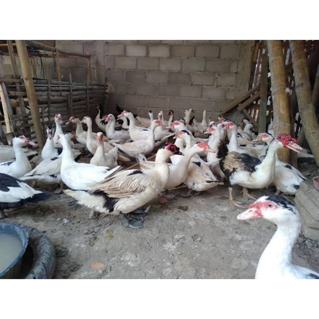 TelurEntokRambon,Fertil