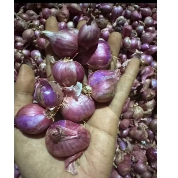 

BAWANG MERAH NGANJUK TANGGUNG KERING