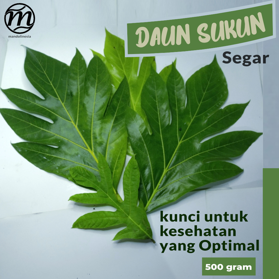 

daun sukun fresh organik 500 gram