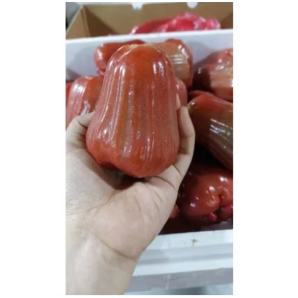 

Buah Jambu Air Citra Merah 1kg