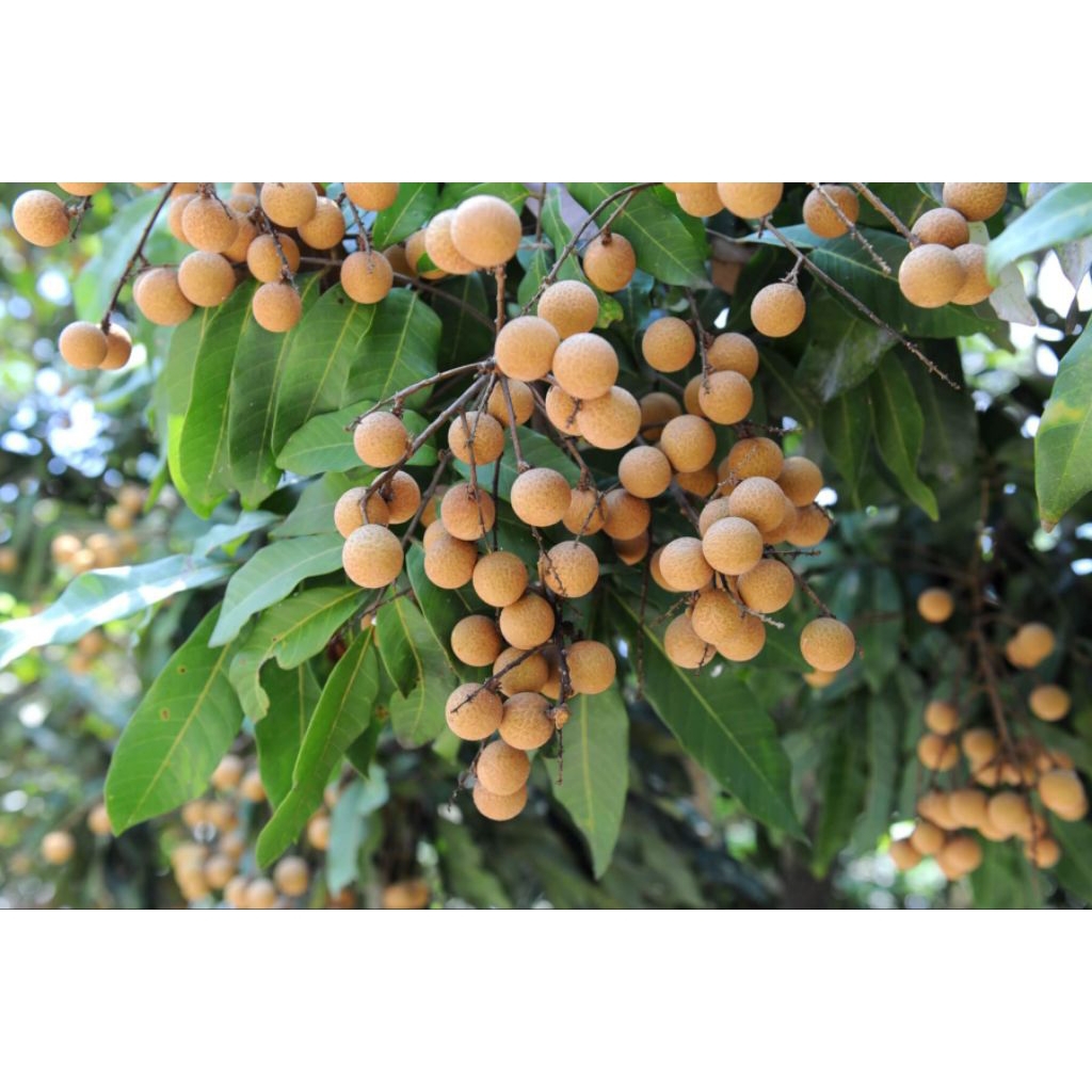 

Kelengkeng Kristal Super Manis