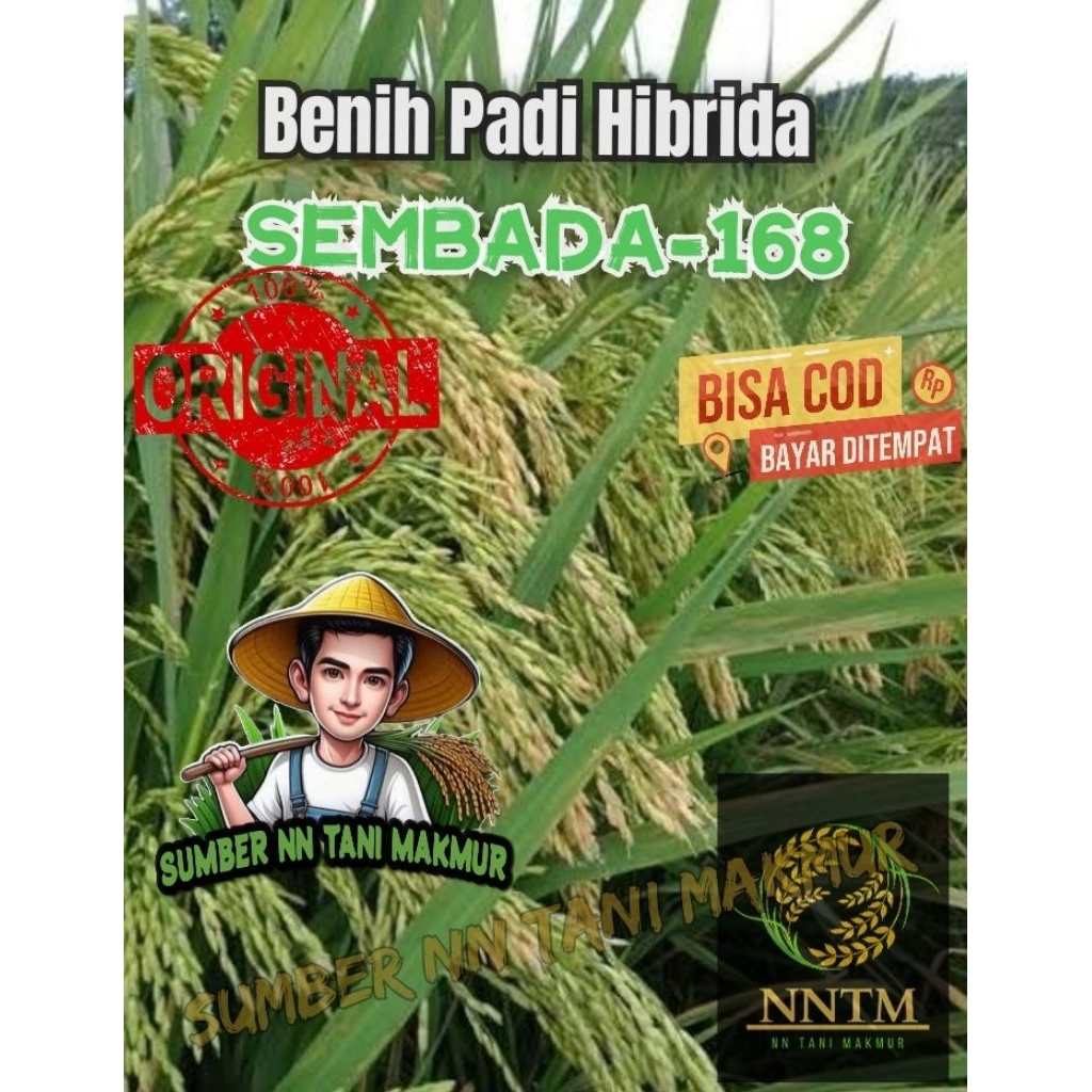Benih Padi Super Hibrida SEMBADA-168 Kemasan (5 KG)