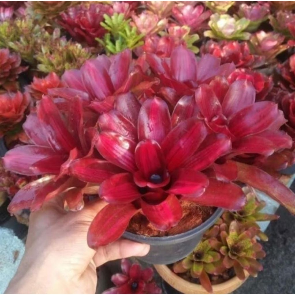 Tanaman Hias Bromelia  - Taman Hias Hidup