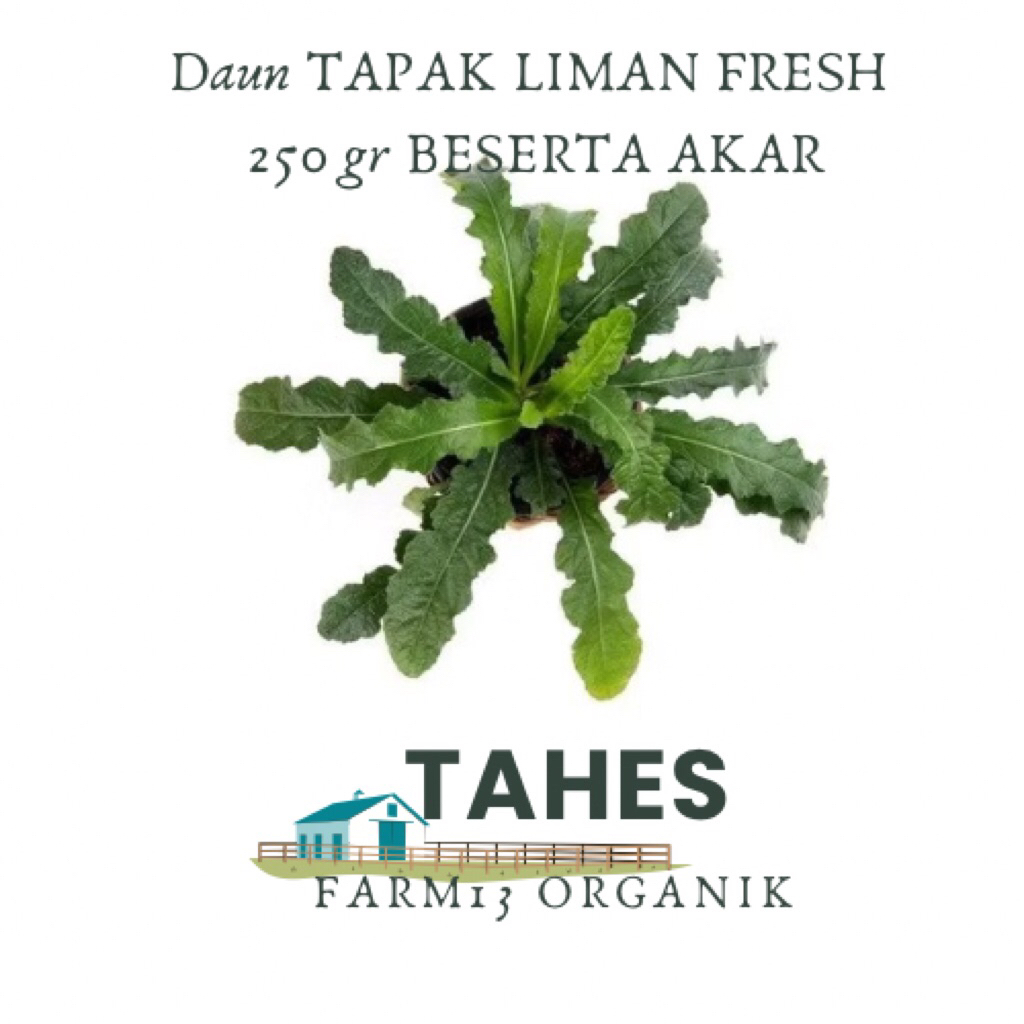 

Daun Tapak Liman Beserta Akar Herbal 250 gr