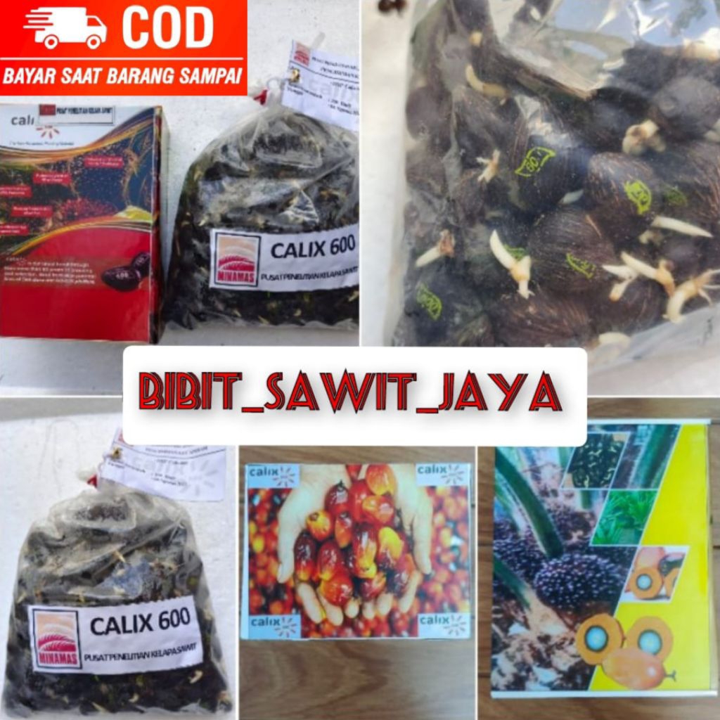 COD bibit kecambah sawit KUALITAS UNGGUL DxP CALIX 600