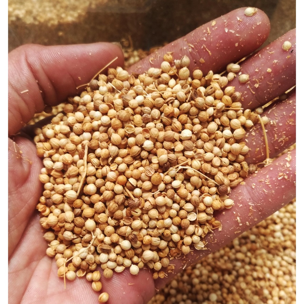 

Ketumbar Kuning 1kg | Ketumbar Murah | Ketumbar Berkualitas