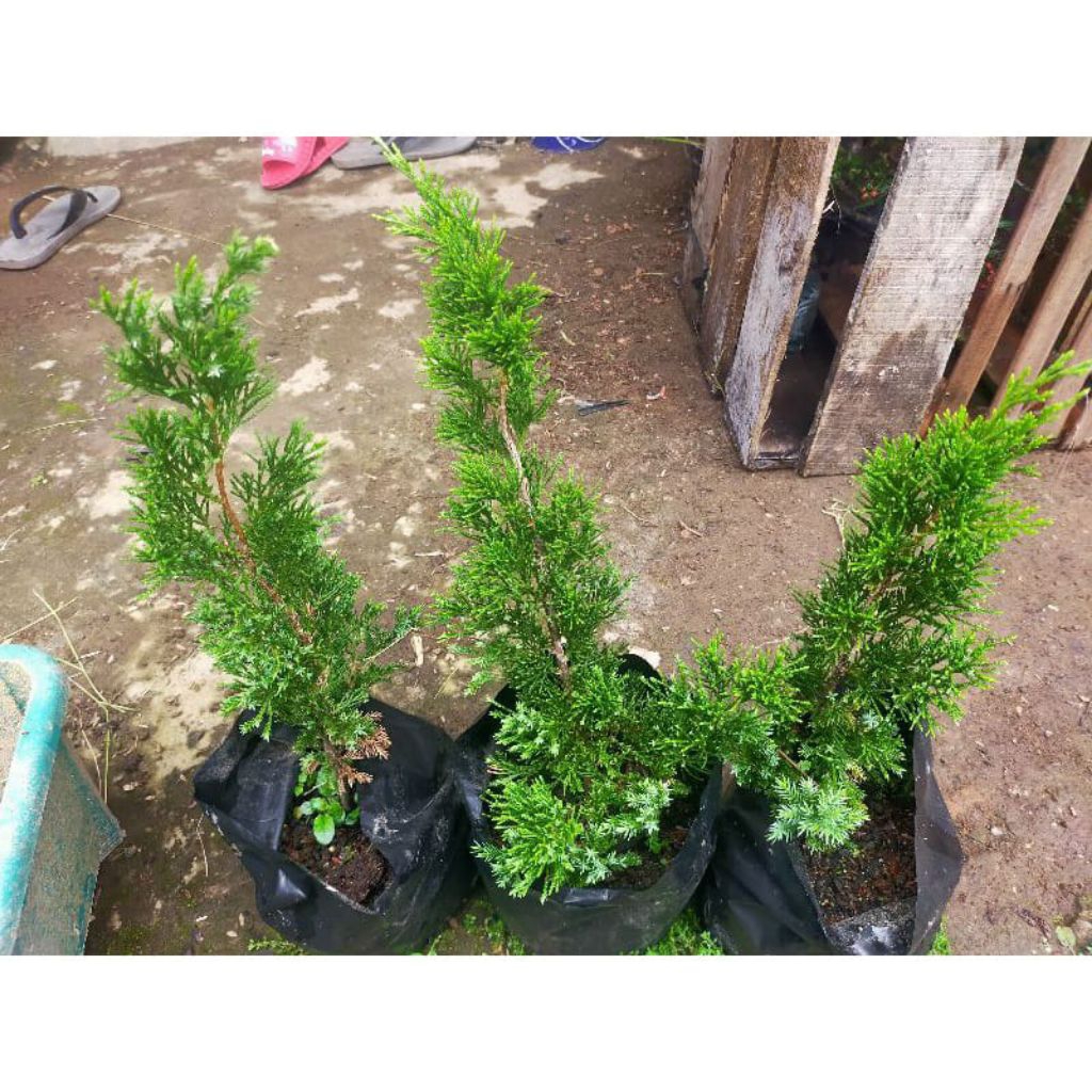 Bahan Bonsai Cemara Sinensis
