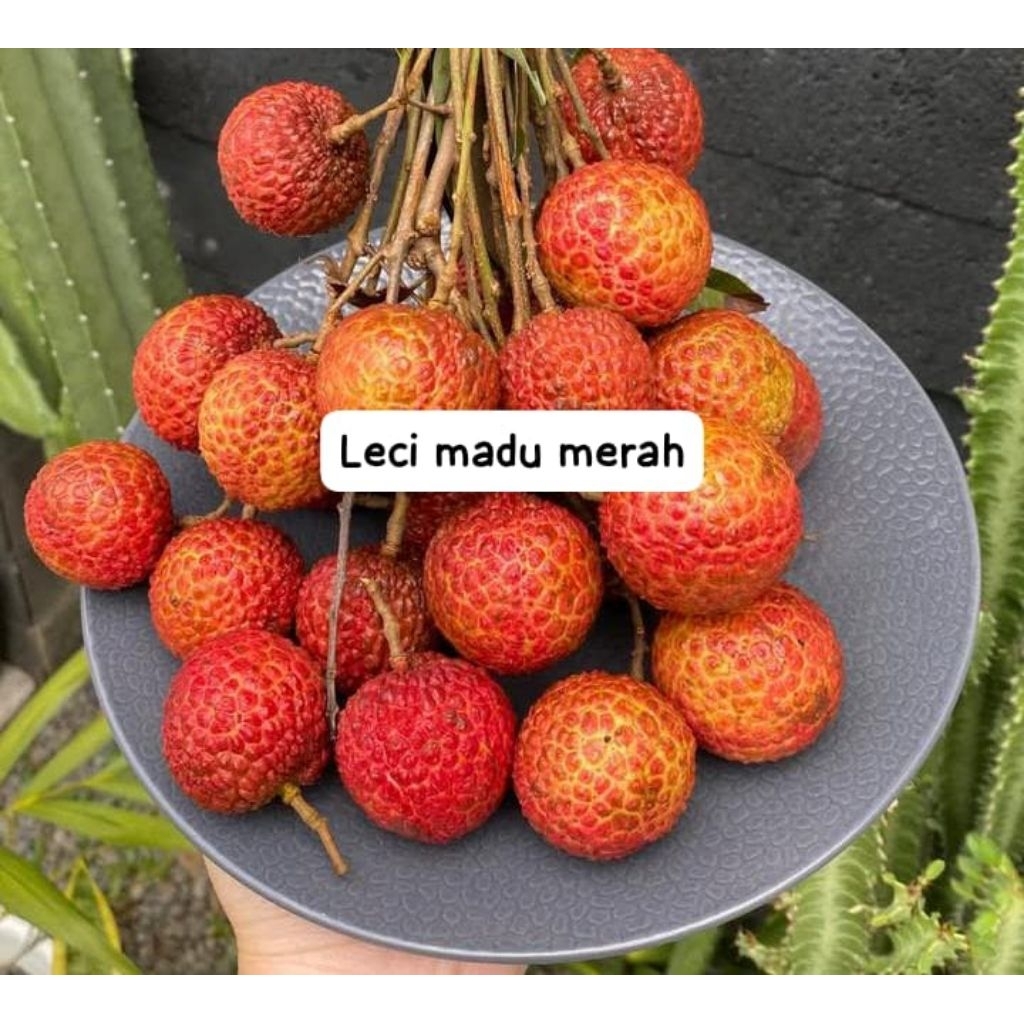 

leci madu merah