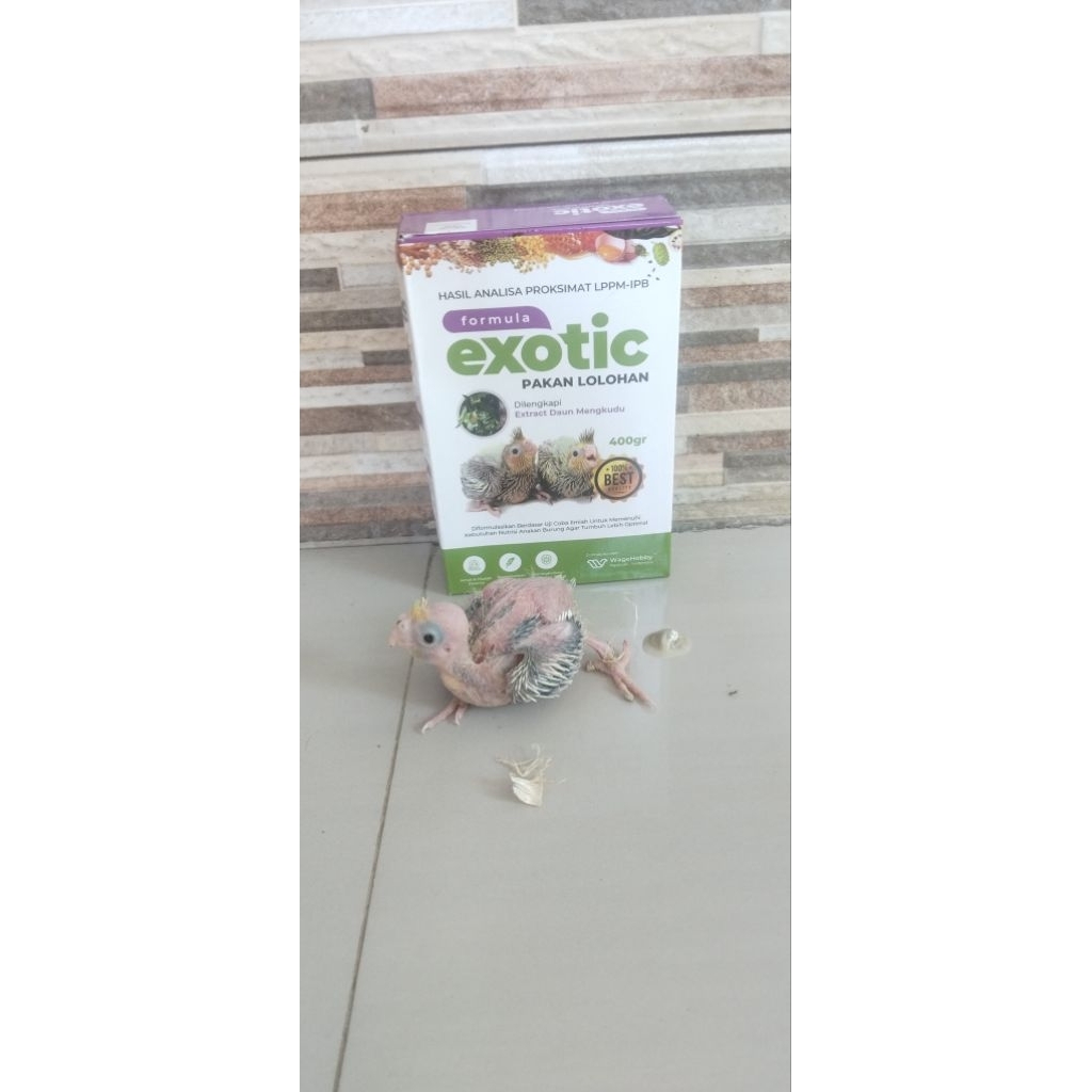 mainan burung falk lolohan