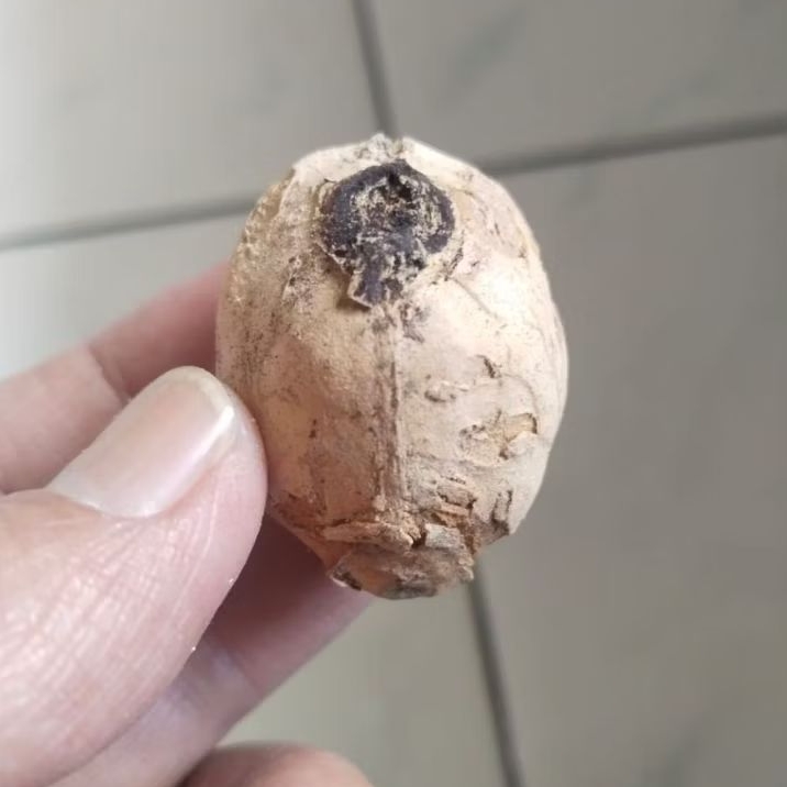 Kemiri Adu Muncang Adu Jayanti Raden Ori Tua Jatuhan