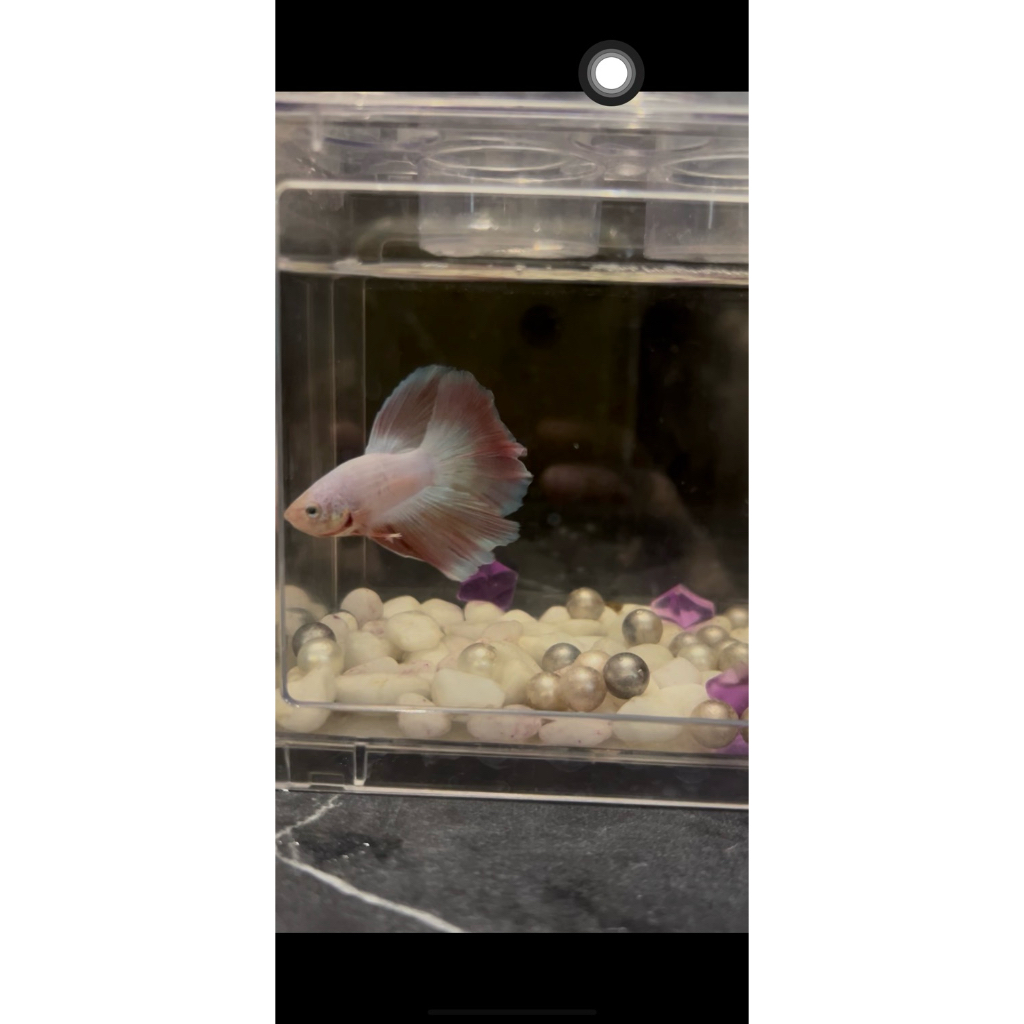 Ikan cupang Halfmoon pink soft realpict