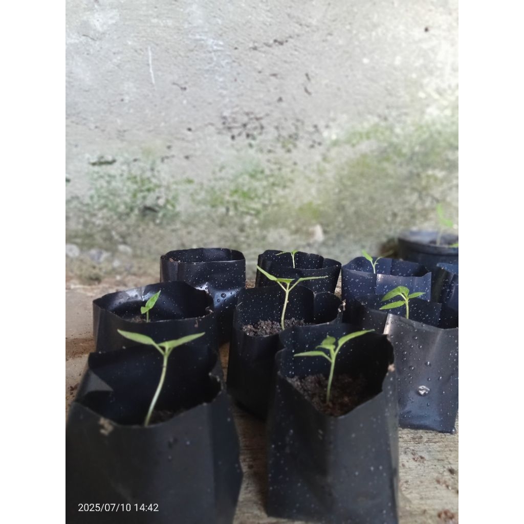 

cabai rawit setan , cabe jablay