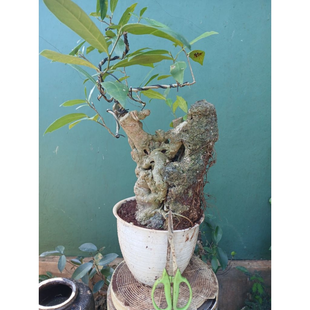 Bonsai ampelas on the rock