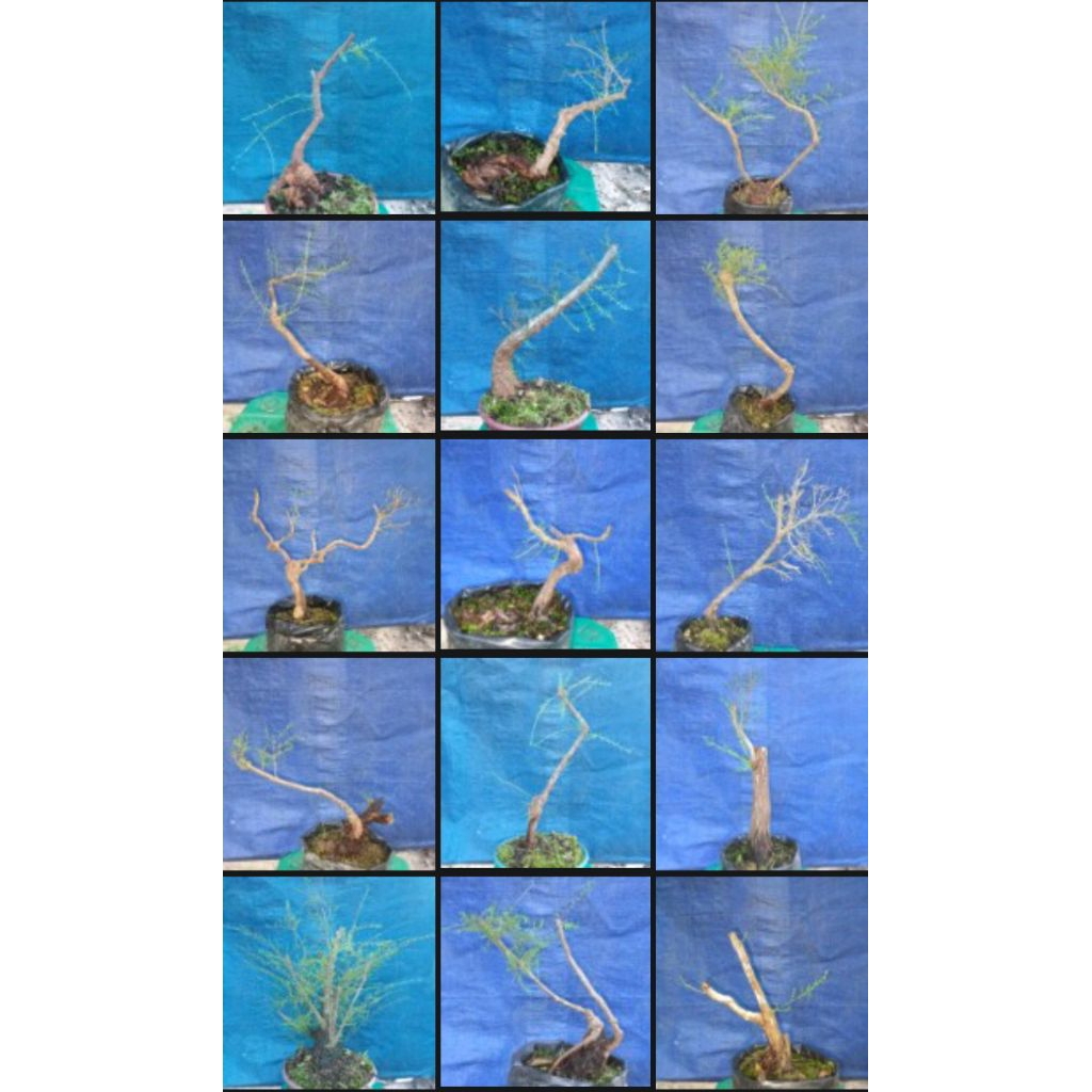 BAHAN BONSAI CUCUR ATAP/SAPU-SAPU ISTIMEWA