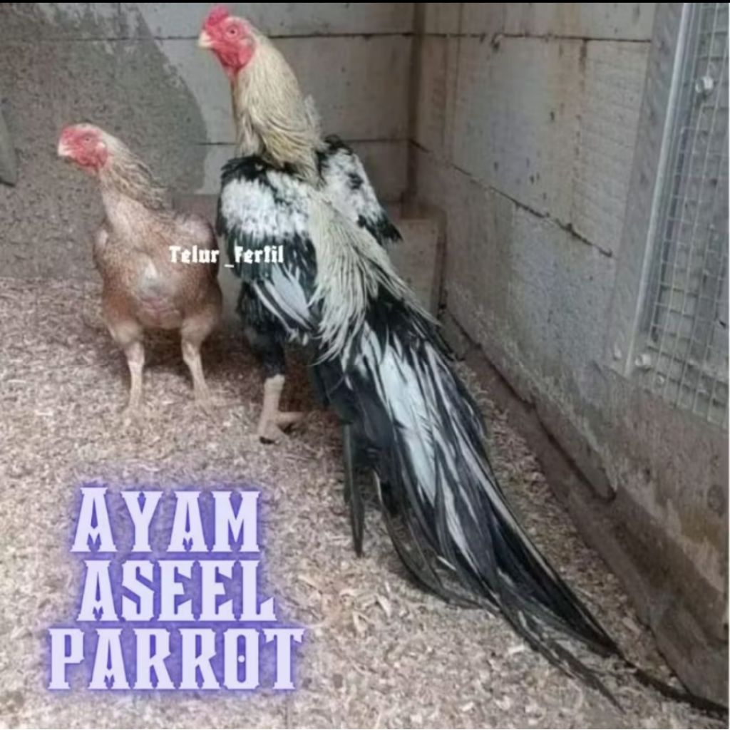 

PROMO!! telur ayam assel Parrot ori bisa untuk di tetaskan