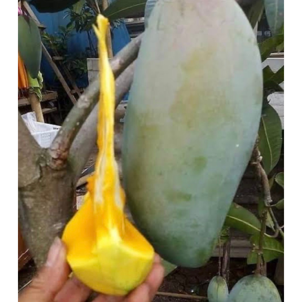 

bibit mangga kyo jai super premium tinggi 80cm