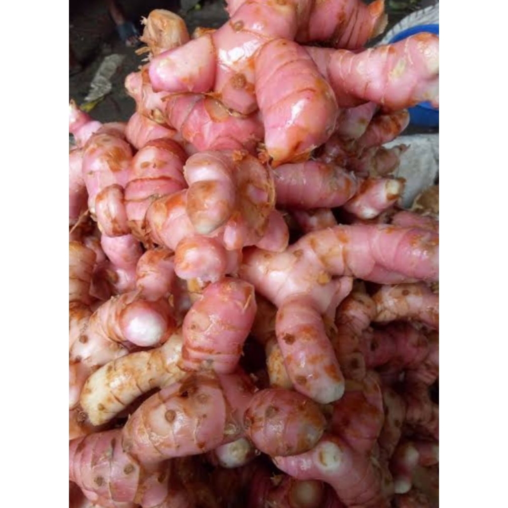 

umbi lengkuas merah segar per1kg