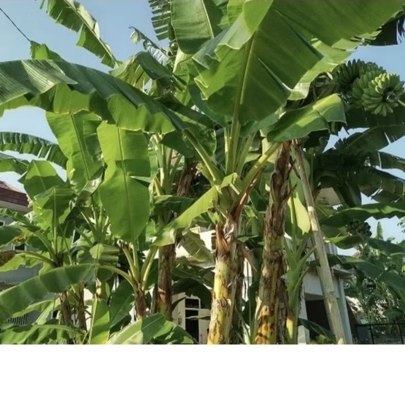 

Daun pisang seger 1 kg