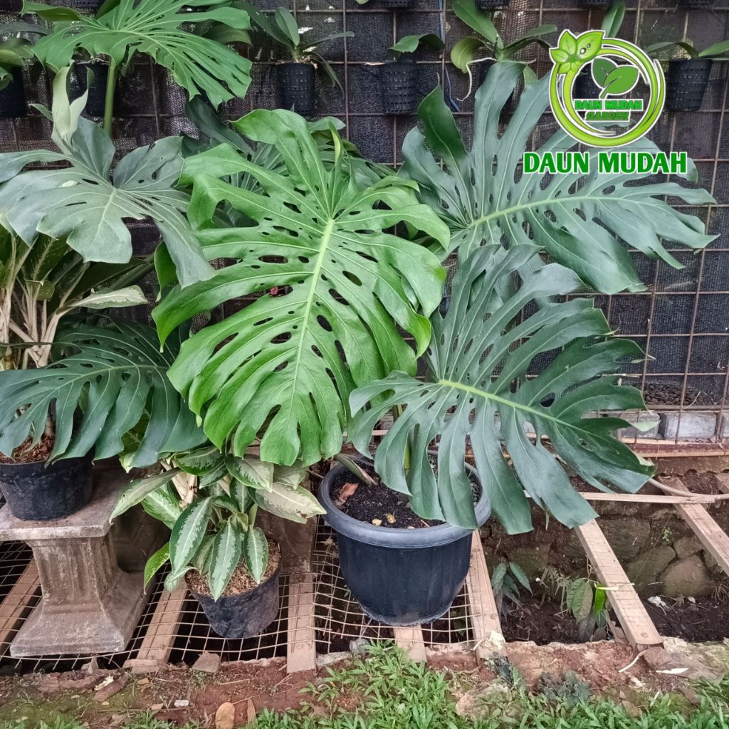 monstera king size jumbo / tanaman monstera