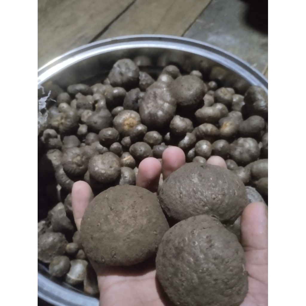 Bibit benih katak porang super siap tanam 1kg